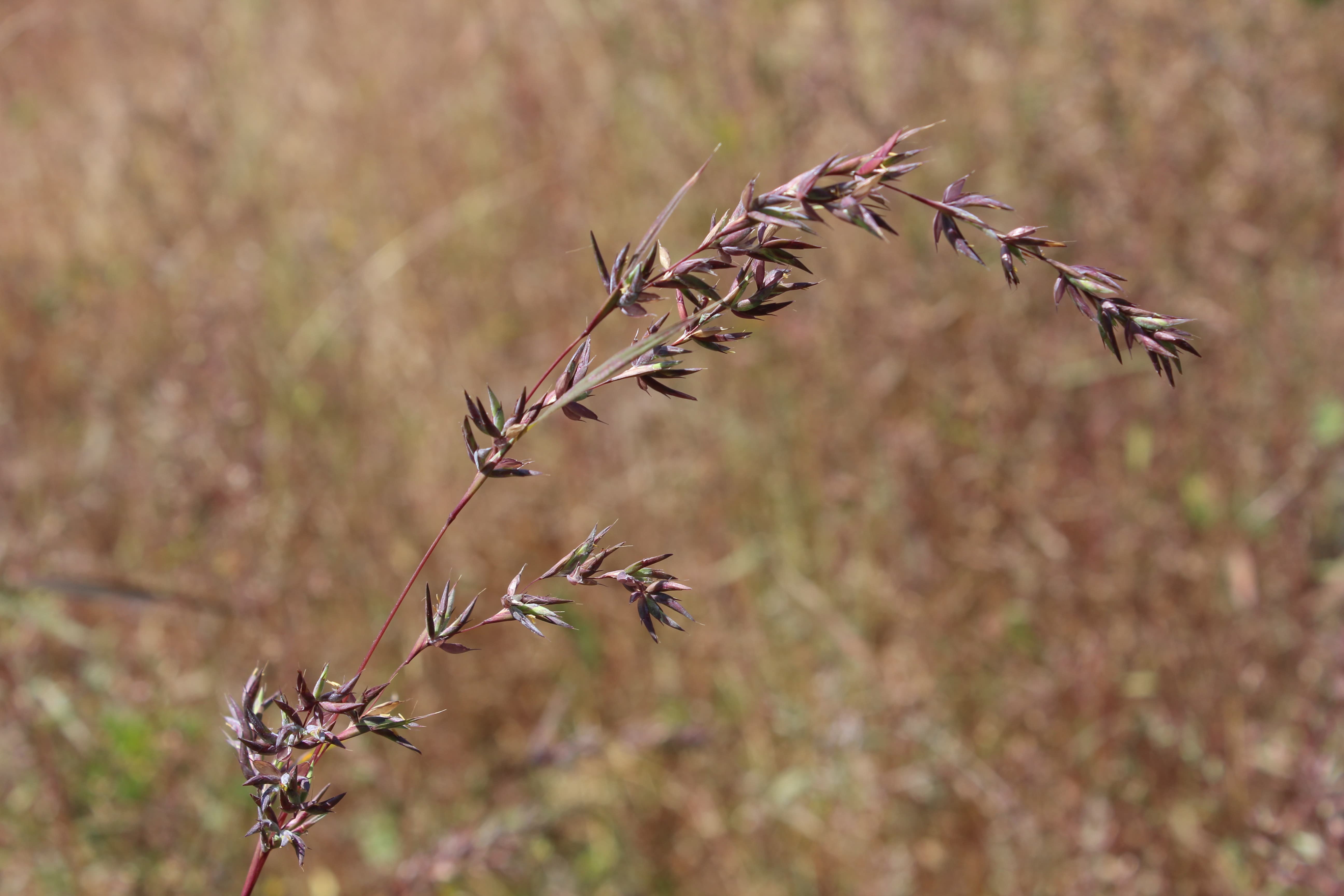 Plant Image